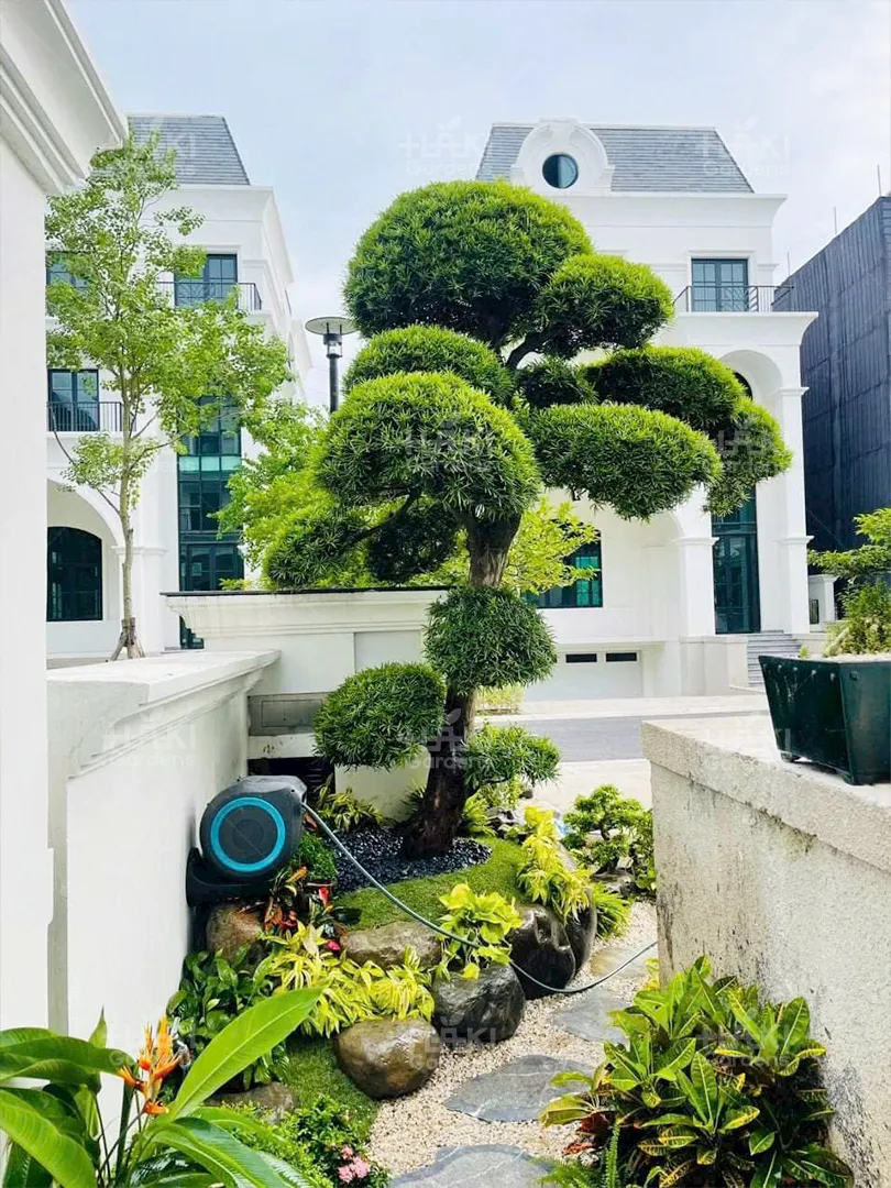 cây bonsai đẹp