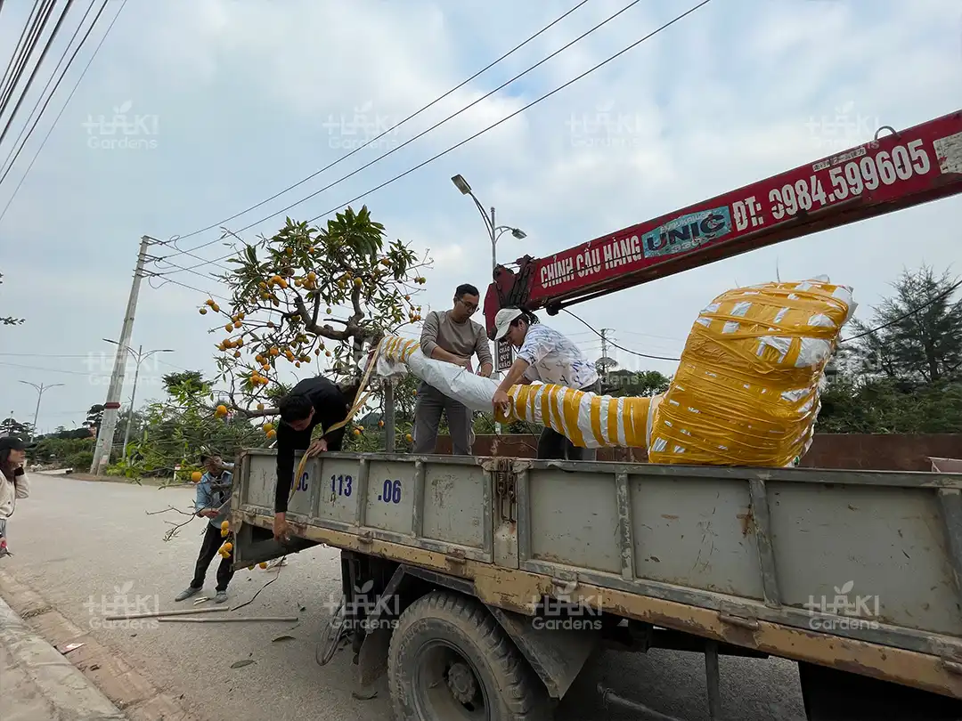 đánh chuyển cây trứng gà