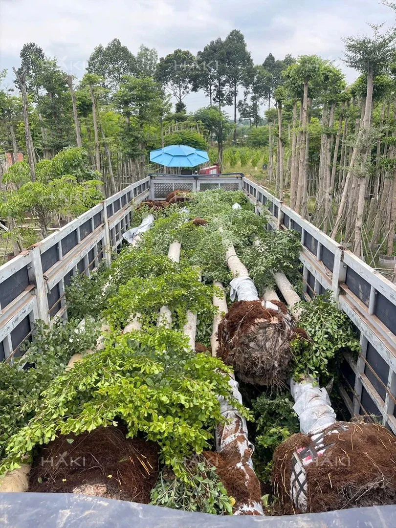 Vận chuyển cây xanh