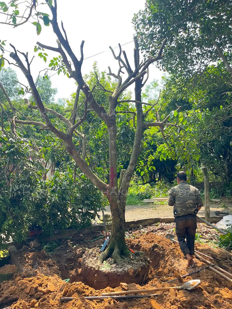 đánh chuyển cây bóng mát