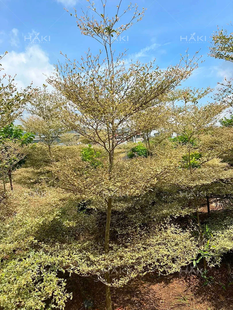 cây bàng đài loan