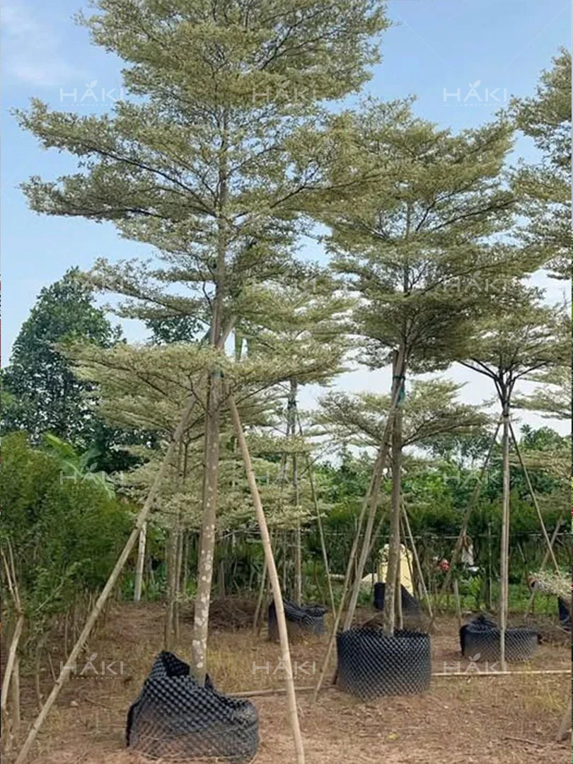 cây bàng đài loan