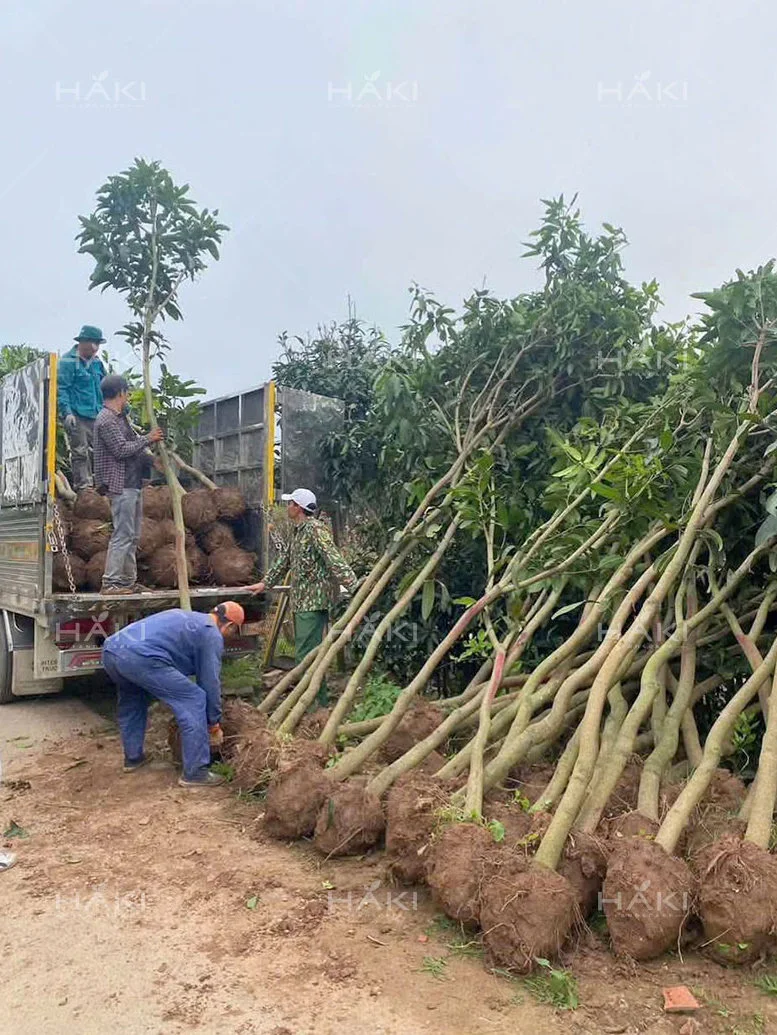 Đánh chuyển cây