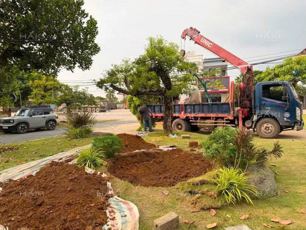 trồng cây bóng mát