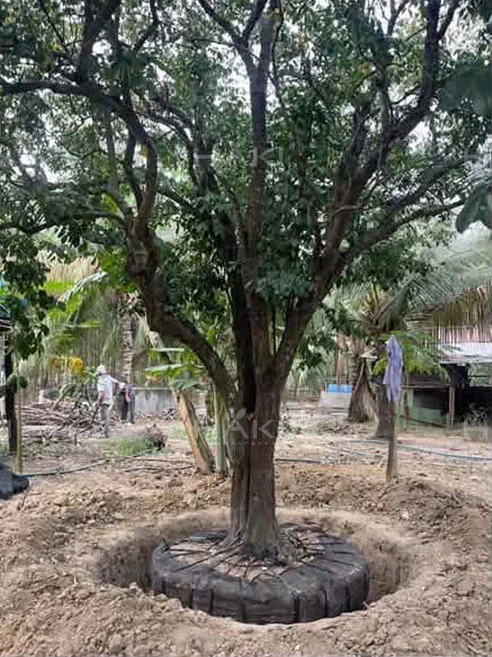 đánh chuyển cây bóng mát