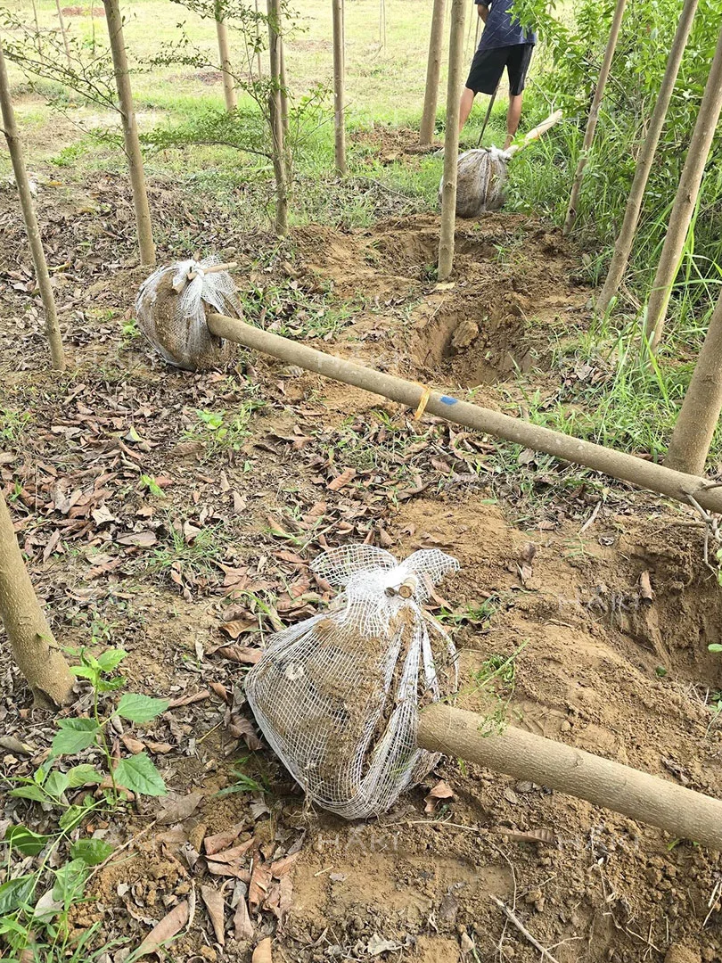 bó bầu