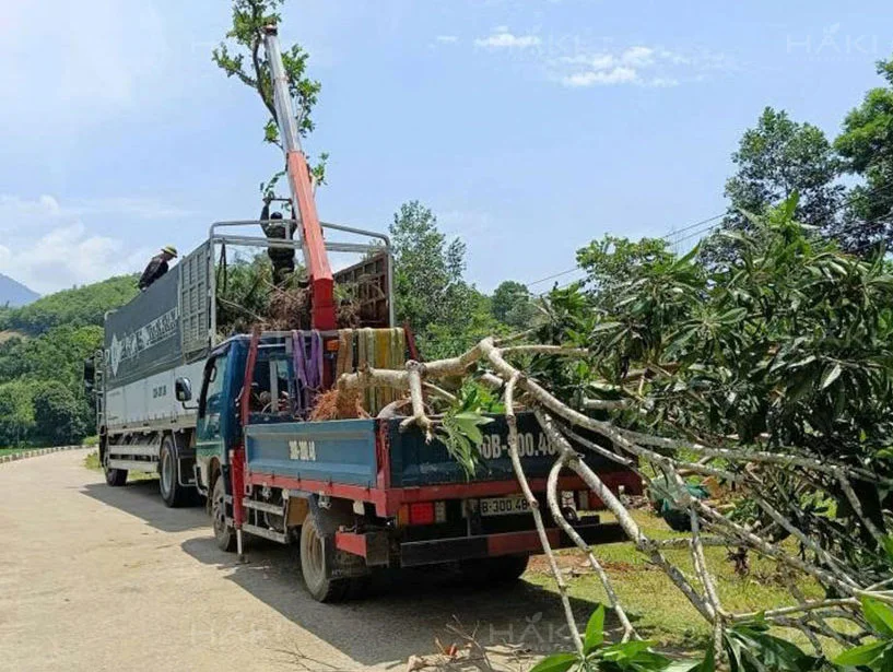 Cẩu và vận chuyển cây