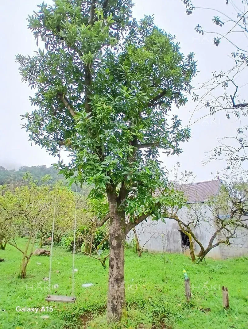 cây bơ