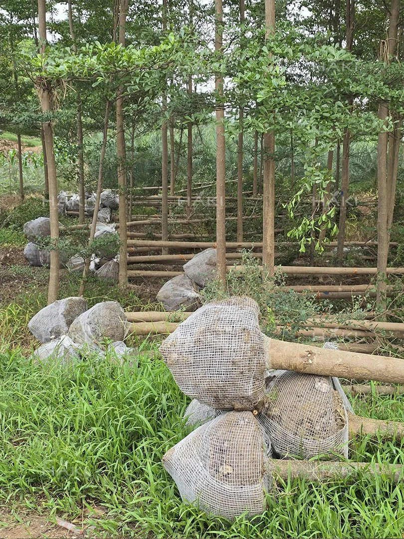 bó bầu