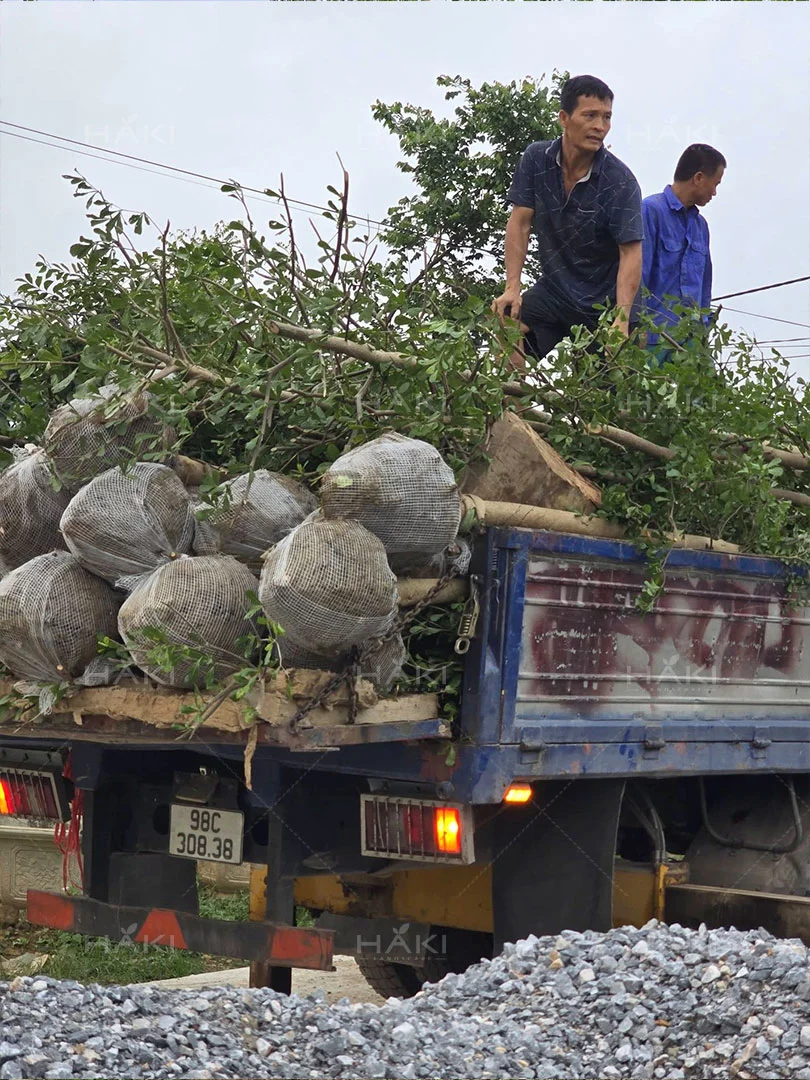 Vận chuyển cây công trình
