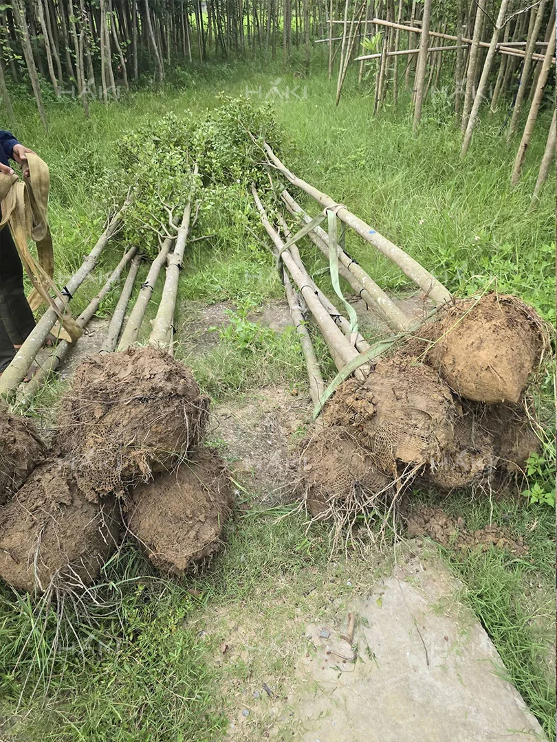 đánh bầu