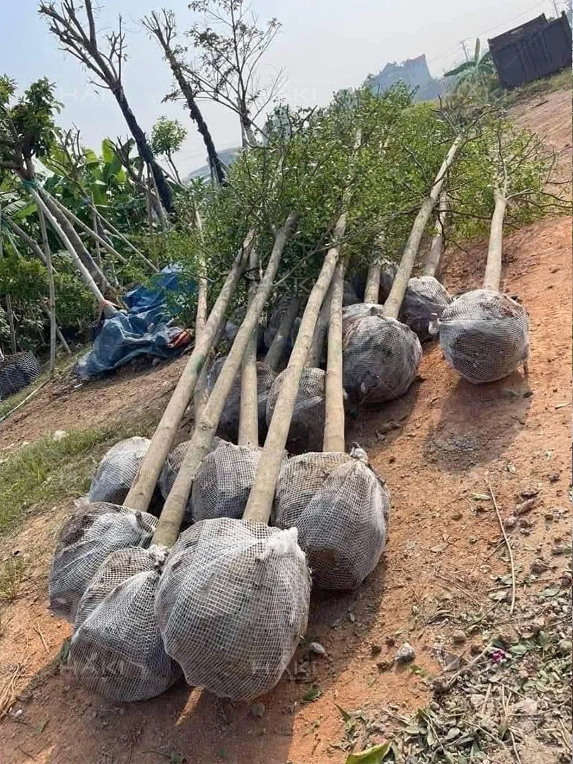 bó bầu