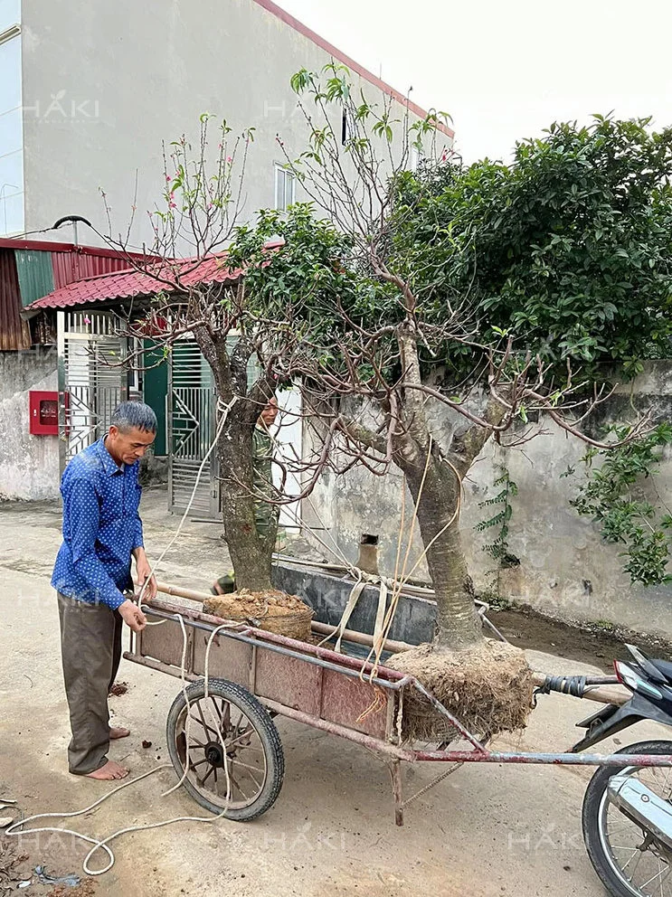 đánh chuyển cây đào