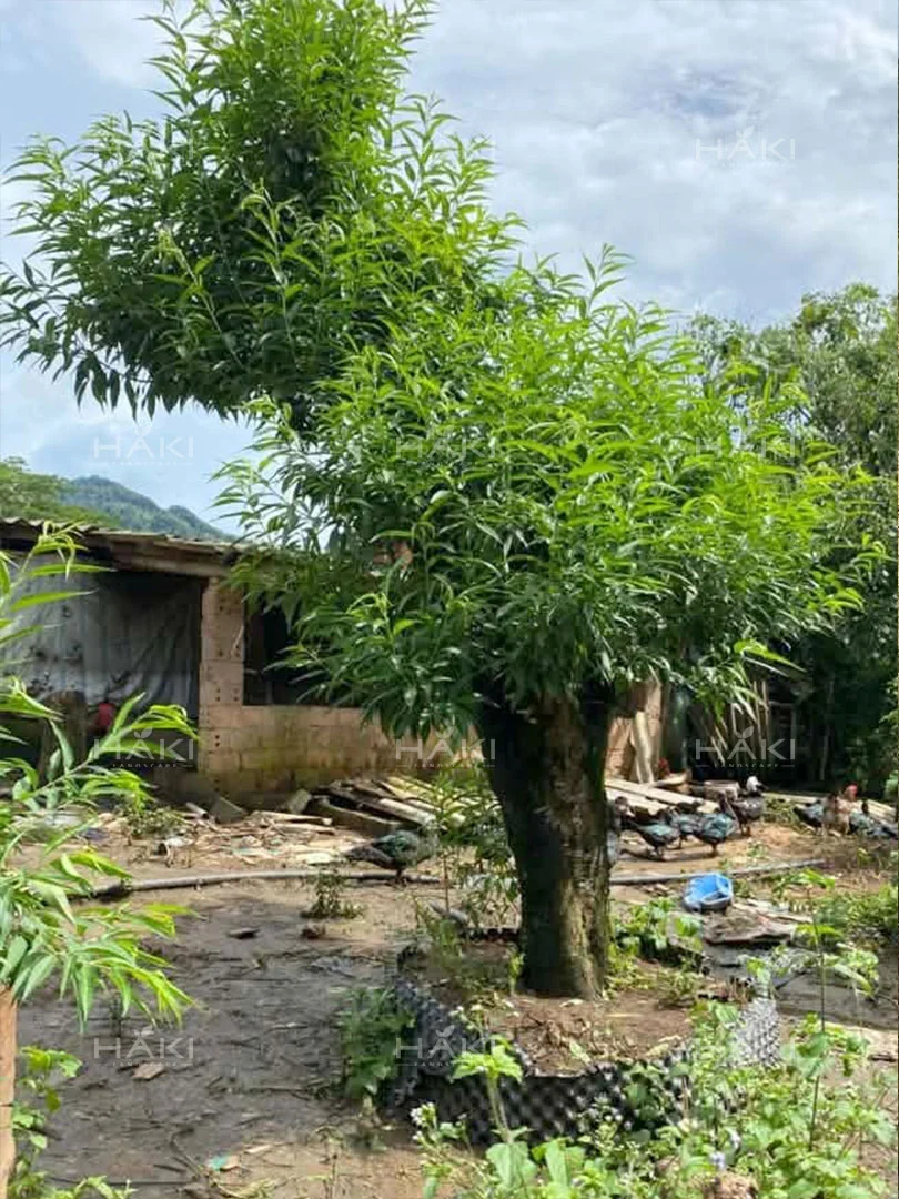 Cây đào cổ thụ