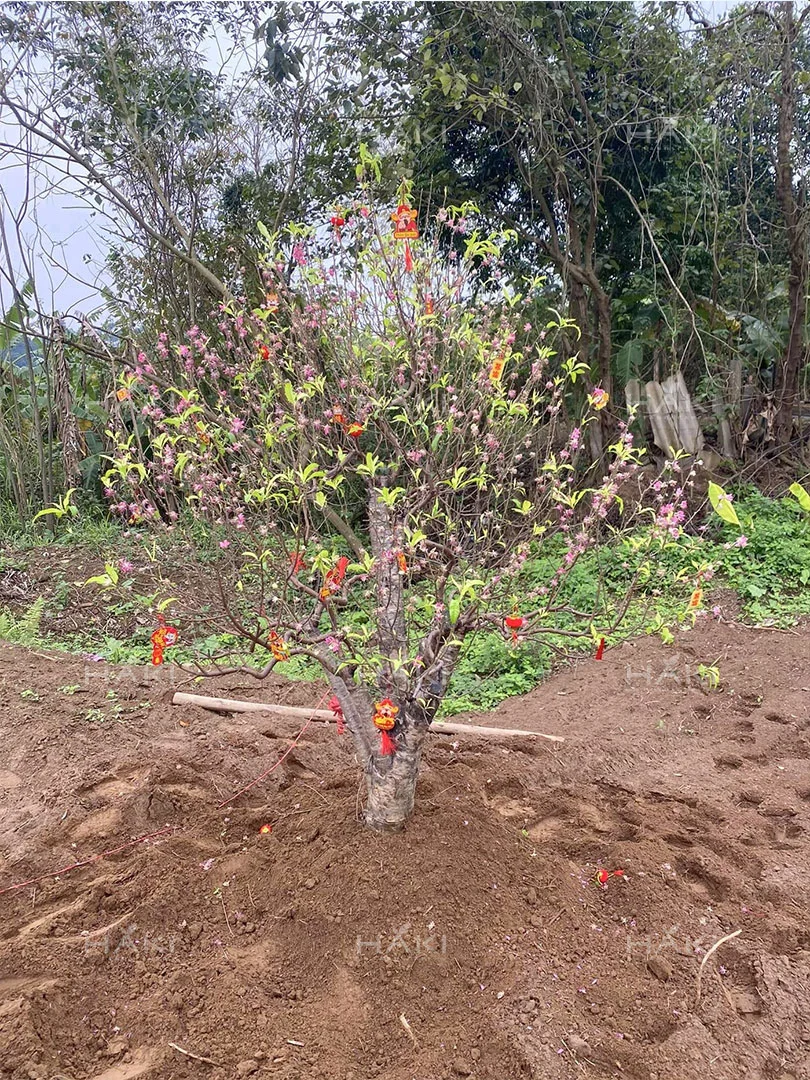 Cây đào đẹp