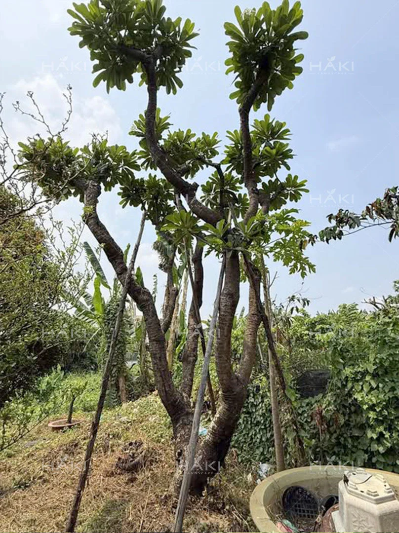 Cây hoa sứ