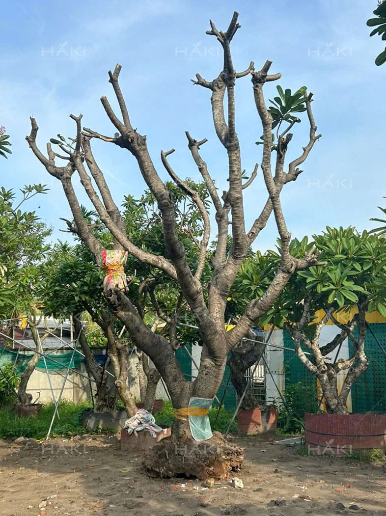 Bó bầu và phơi bầu