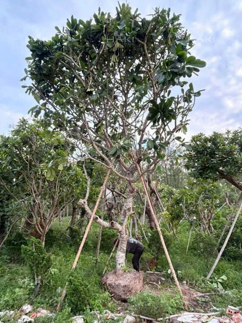 Bó bầu và phơi bầu