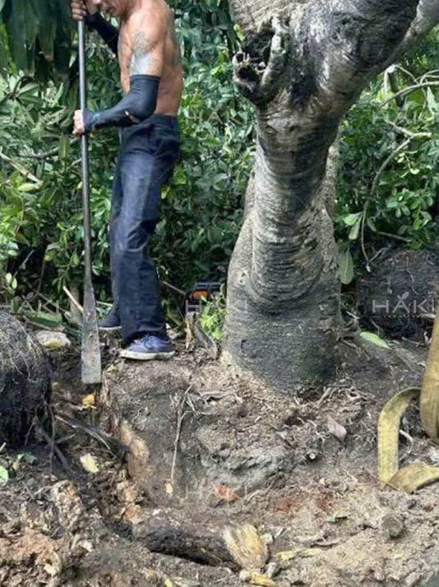 đào bầu đánh chuyển cây