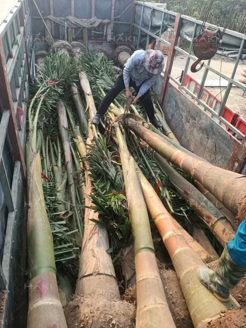 vận chuyển cau vua