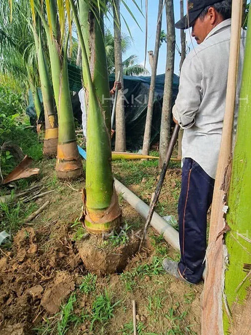đánh chuyển cây cau vua