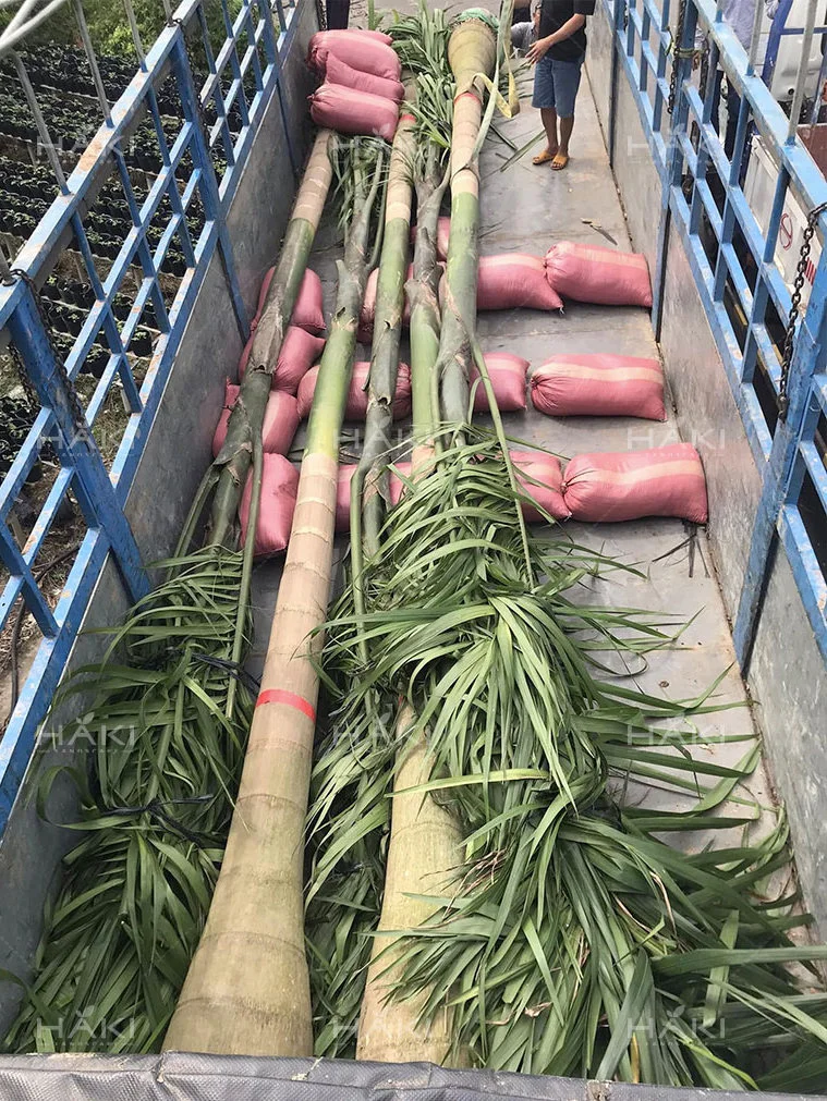 đánh chuyển cây