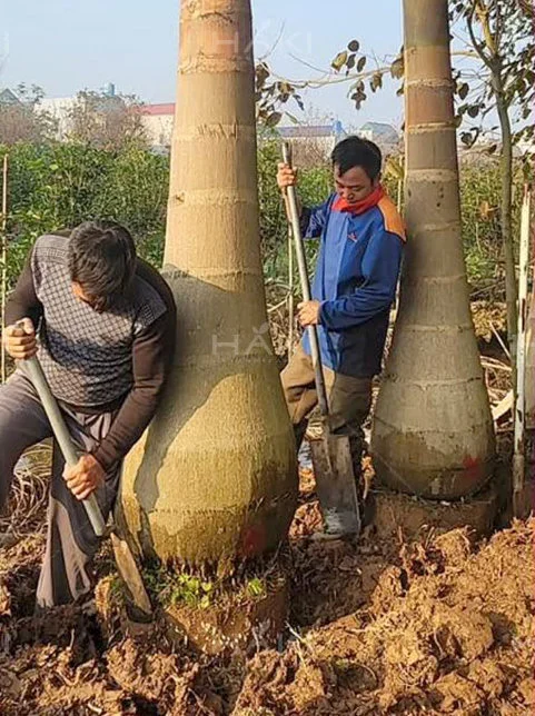 đánh chuyển cây cau vua