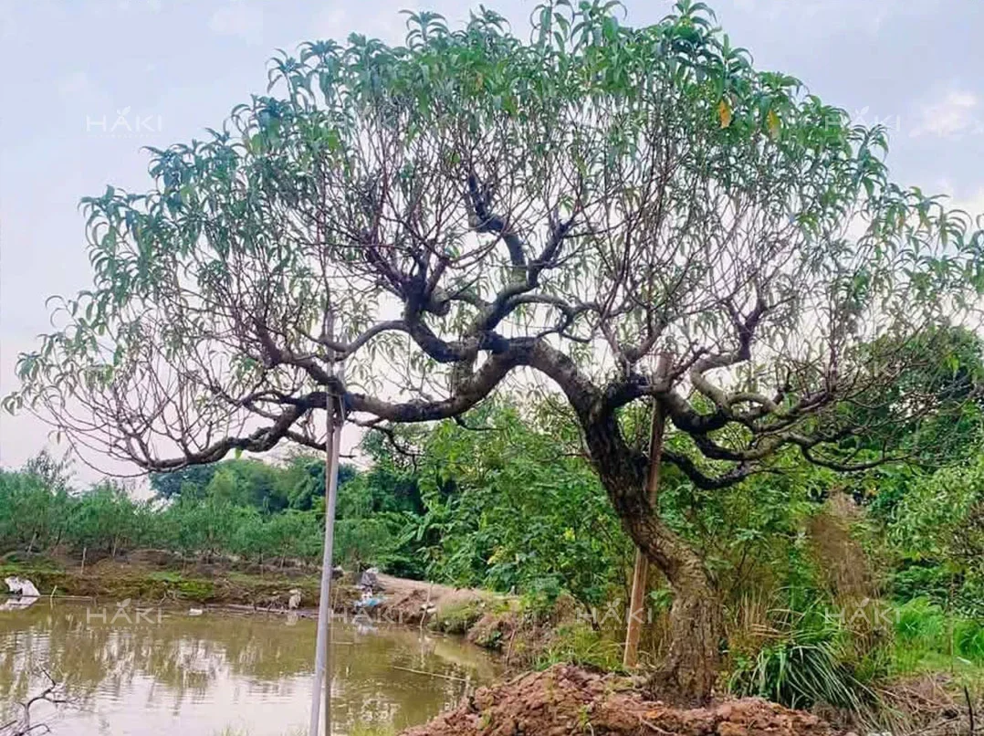 Cây đào cổ thụ