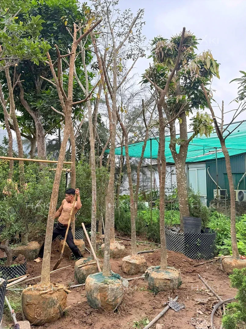 Đào và bó bầu