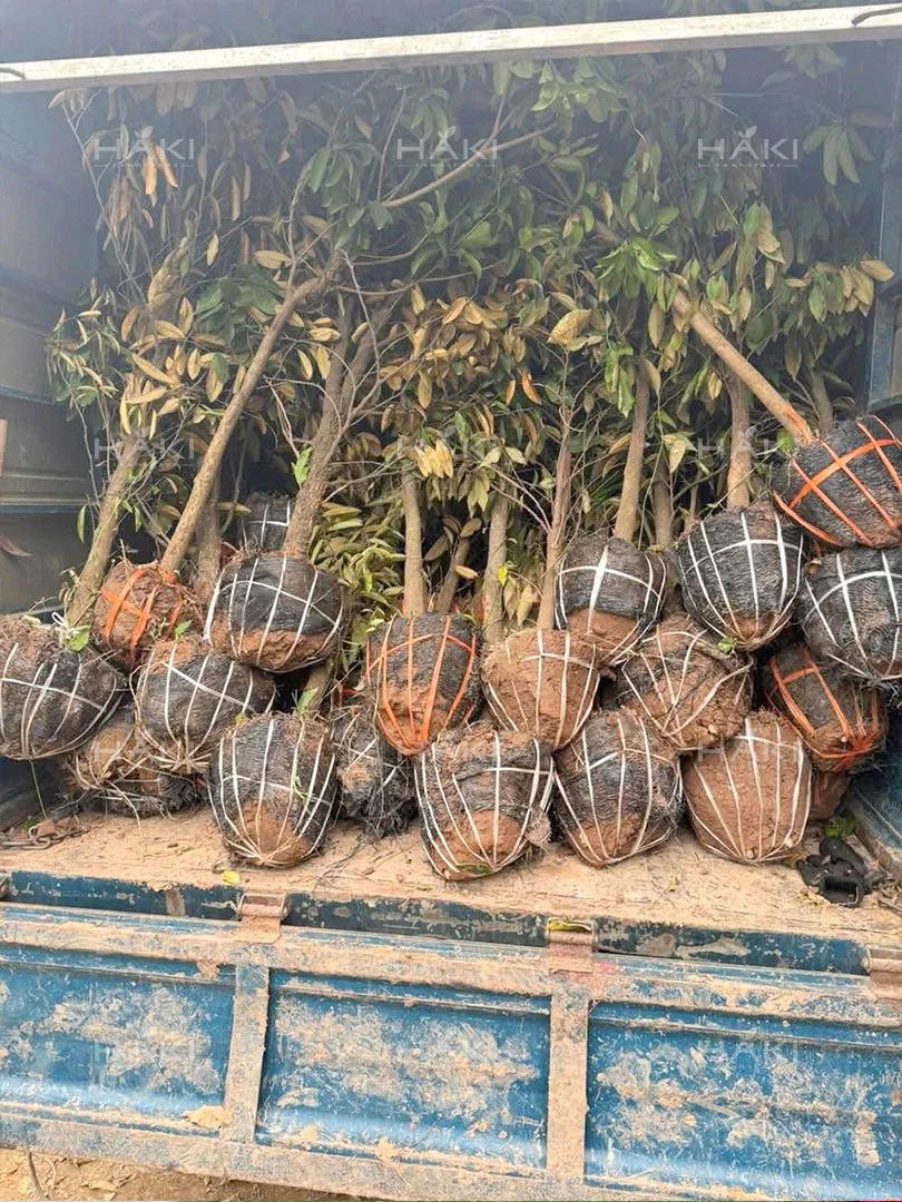 cây giống vú sữa