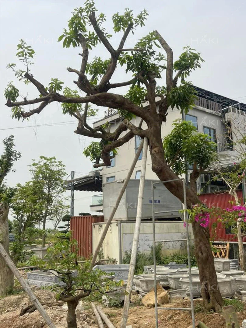 đánh chuyển cây lêkima