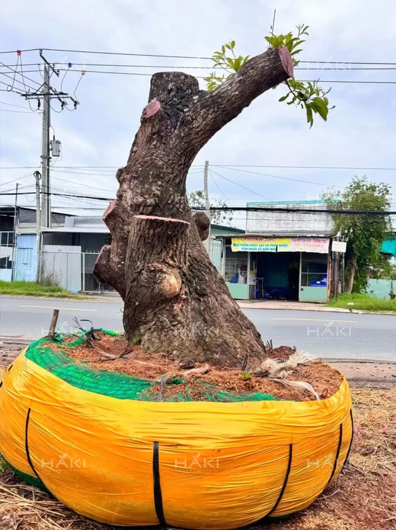 bó bầu