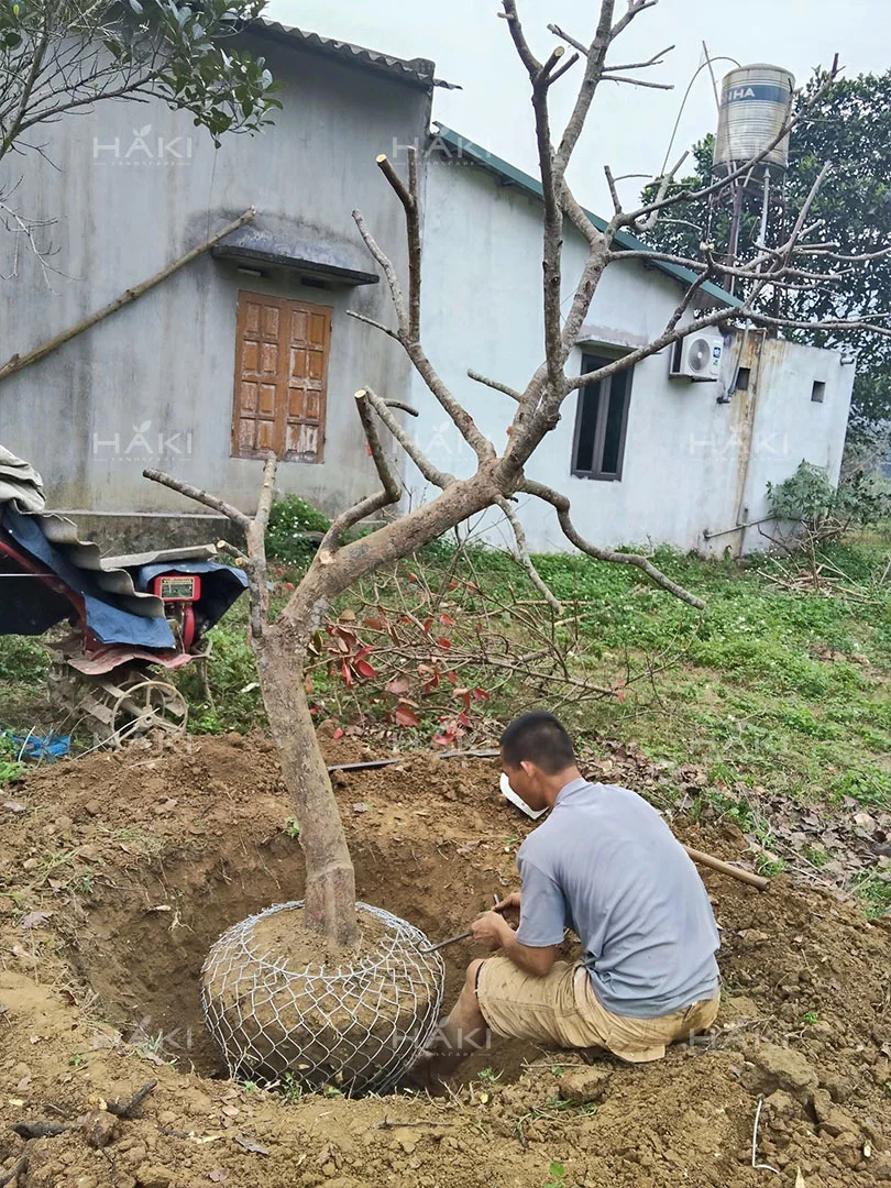 bó bầu