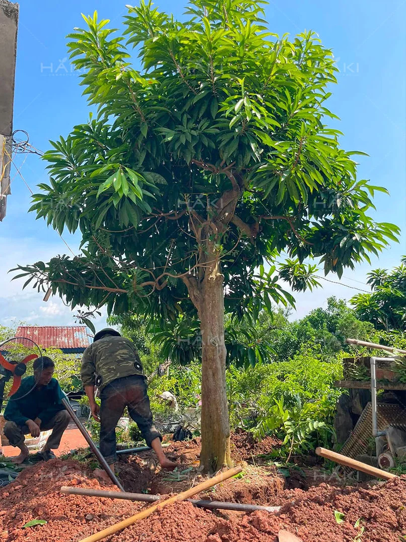 đào bầu đánh chuyển cây
