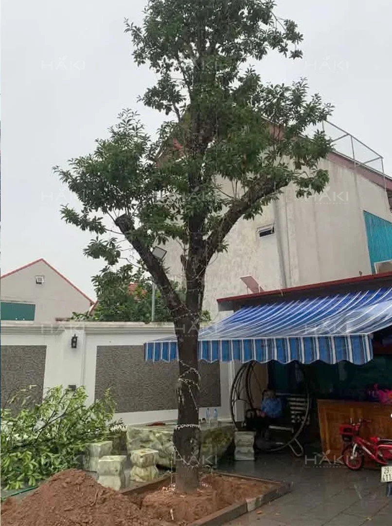 đánh chuyển cây hồng xiêm