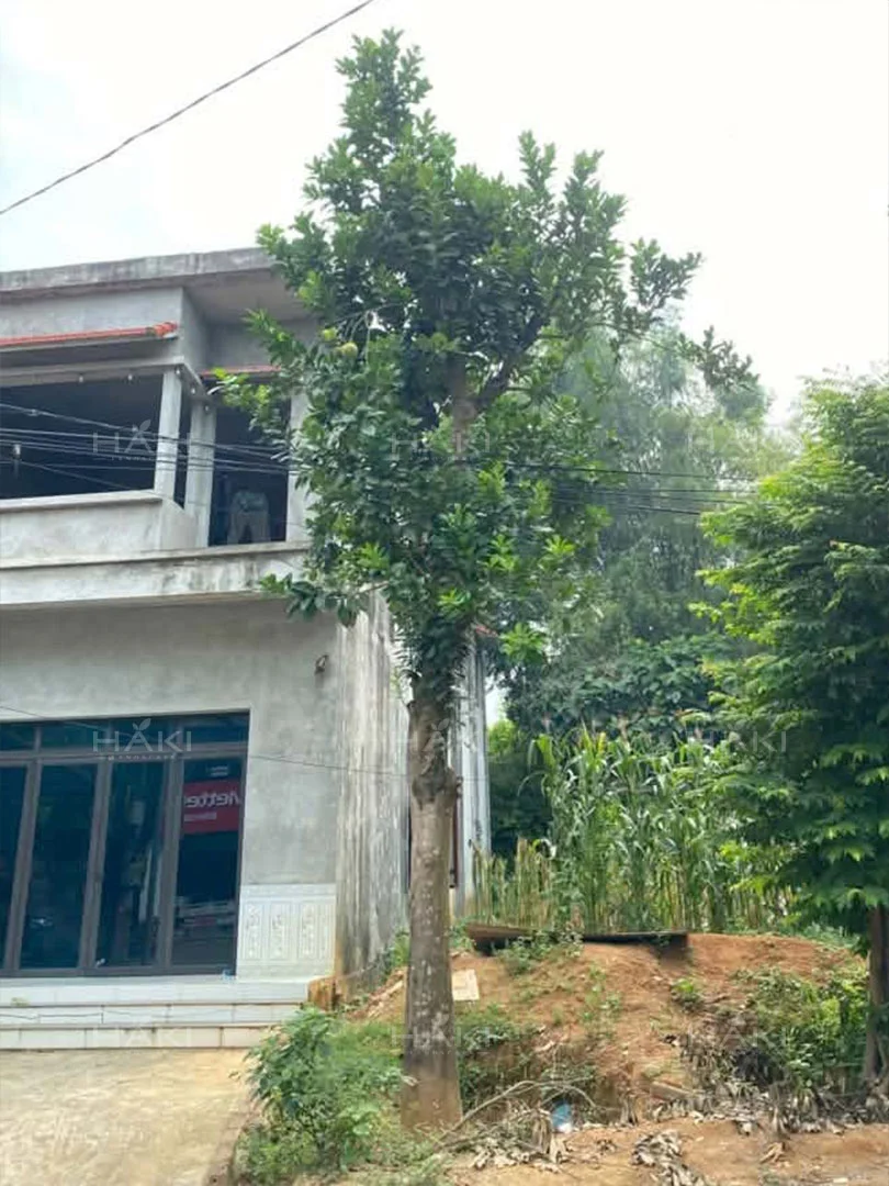 cây hồng xiêm trồng trước cửa