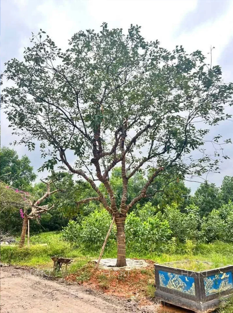 cây hồng xiêm đẹp