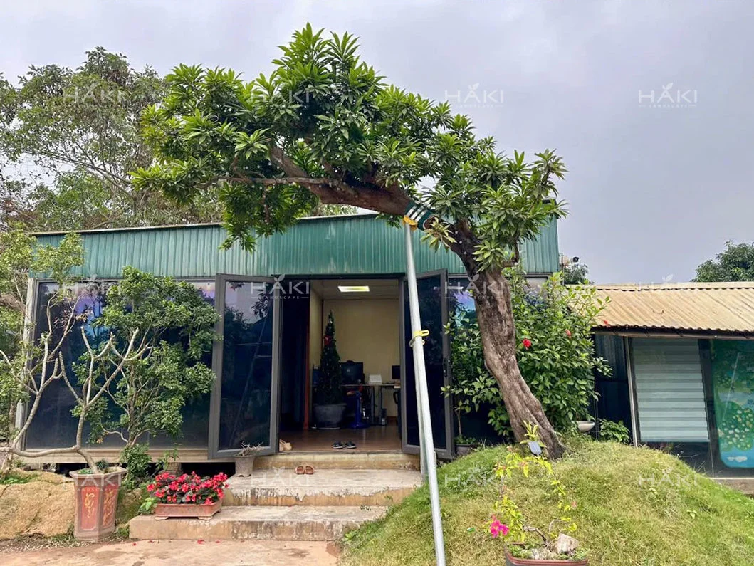 cây trứng gà bonsai