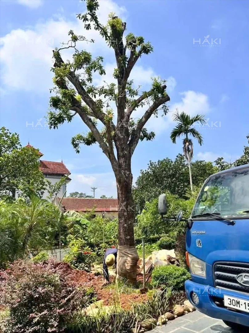 đánh chuyển cây hồng xiêm