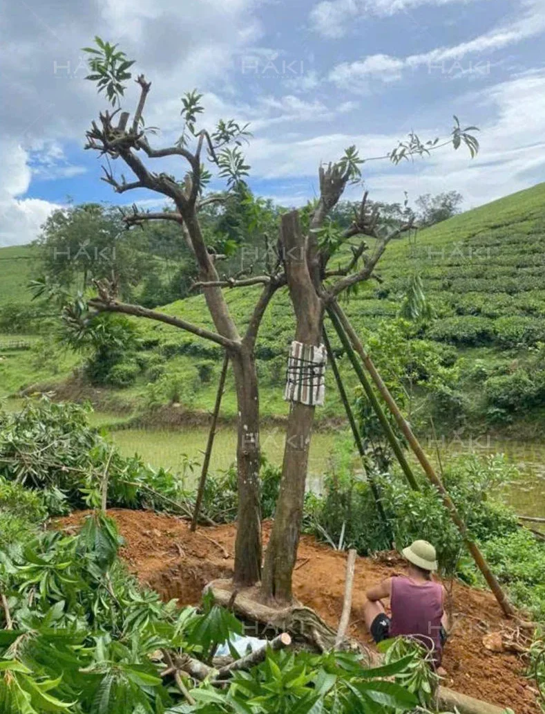 Thu gọn tán cây