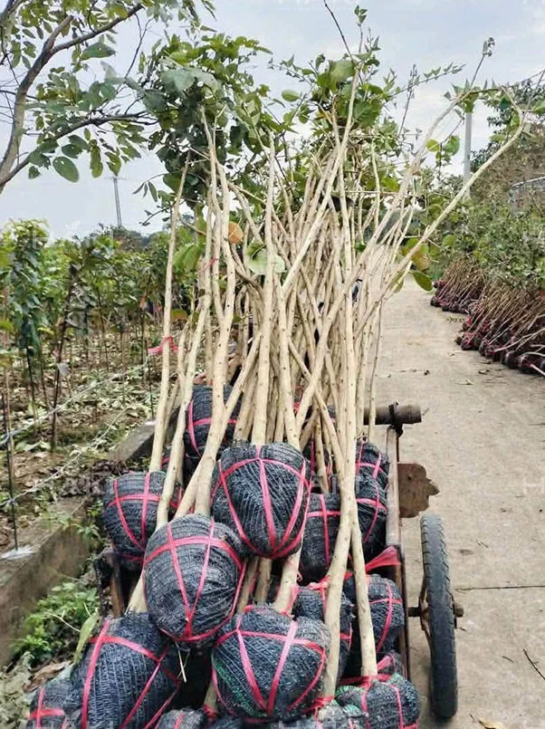 Cây Bằng Lăng