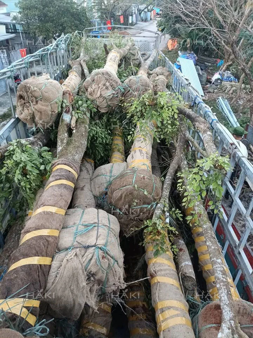 Cây giáng hương