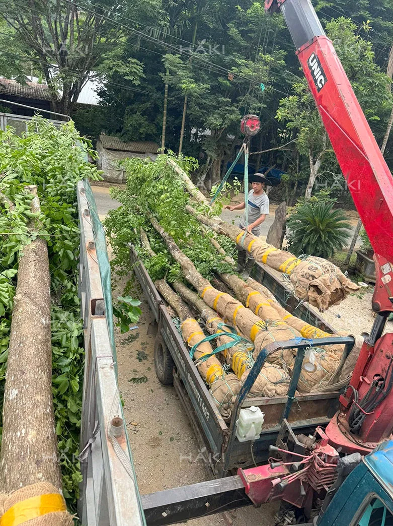 Cây giáng hương